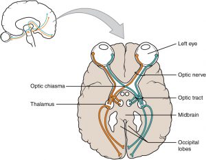 The Optic Nerve