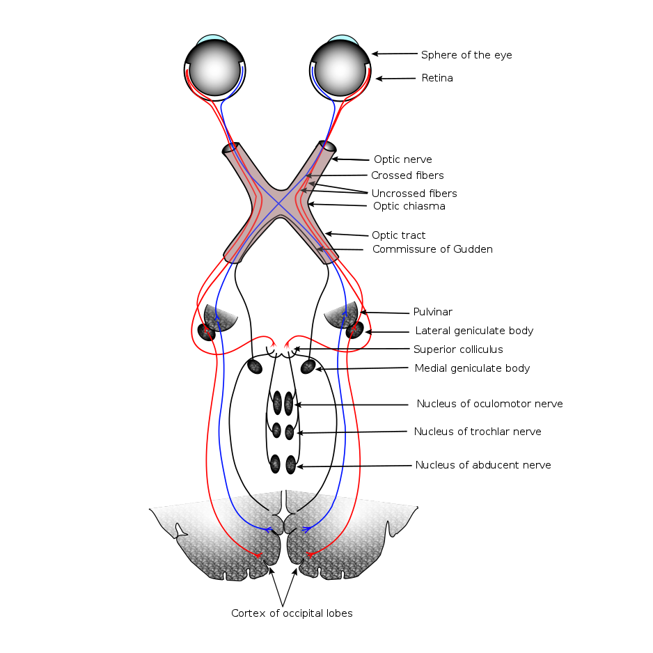 Overcoming Retinal Diseases: Can the Retina Heal Itself