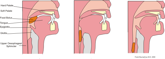 swallowing