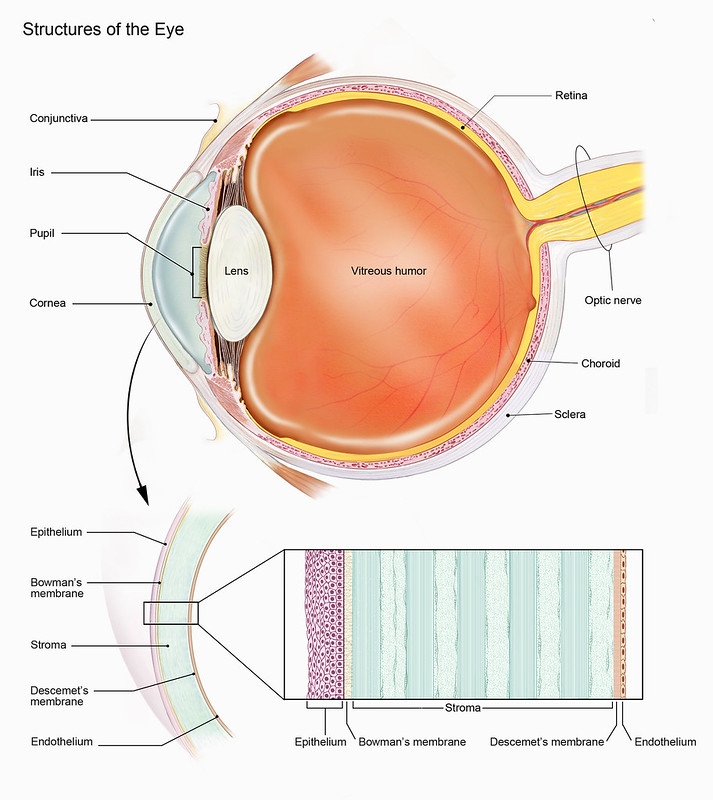 Corneal Transplant Support Group - Understanding the EYE CHART 20/20 or  6/6? Eye charts of different variations have become a standard in vision  screenings and eye exams. One of the most familiar