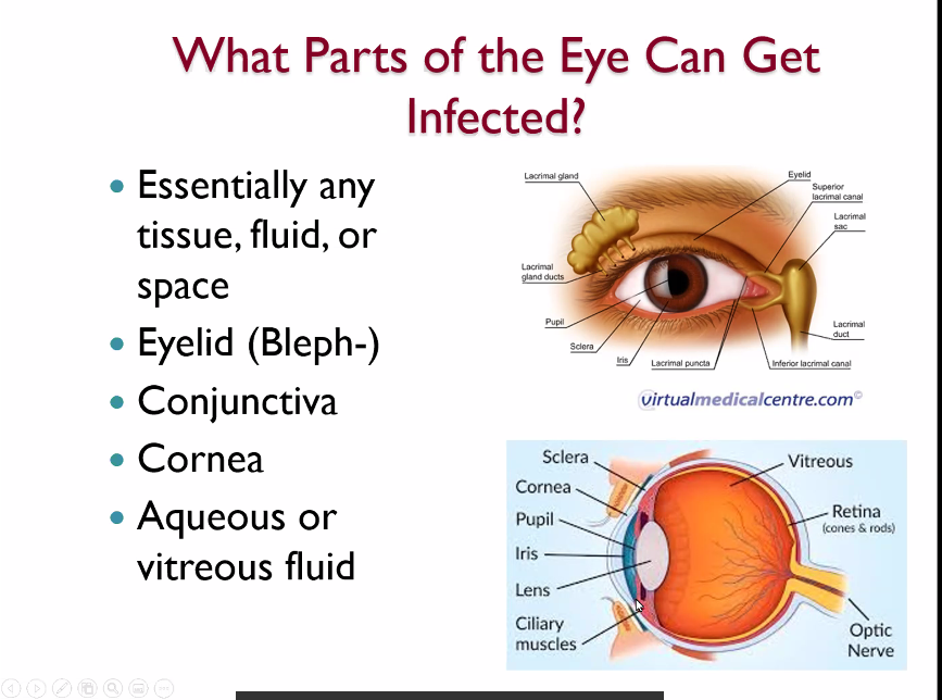 Understanding Common Eye Infections - Eye & Ear Foundation of Pittsburgh