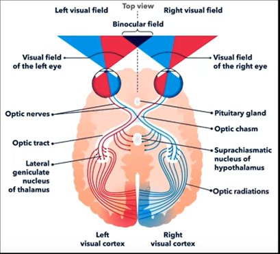 graphic showing anatomy of the optic nerve