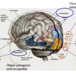 graphic of brain with parts identified that process vision