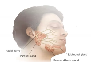 salivary glands