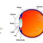 graphic illustration of the eye and uveitis