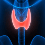 thyroid highlighted in an x-ray graphic