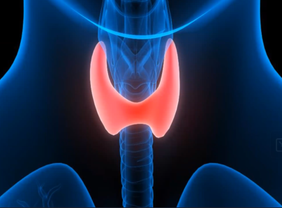 thyroid highlighted in an x-ray graphic