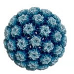 HPV