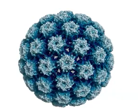 HPV