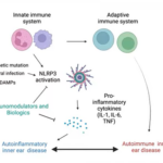 slide from the webinar that illustrates what researchers believe is happening at the cellular level