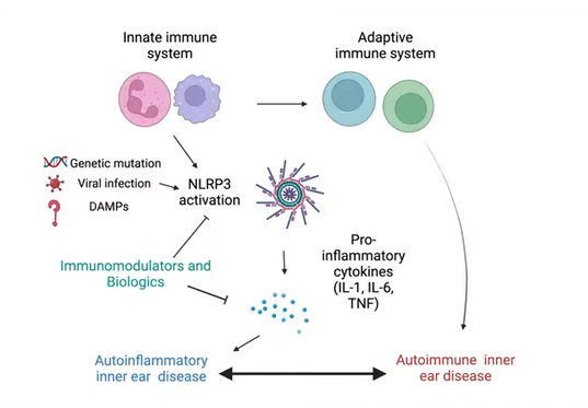 slide from the webinar that illustrates what researchers believe is happening at the cellular level