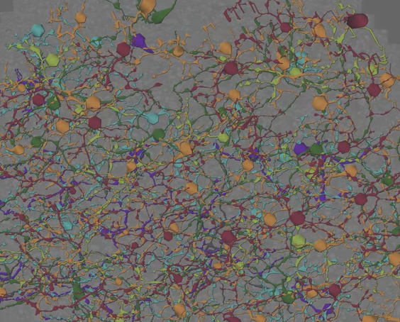 screenshot of webinar slide - connectomics